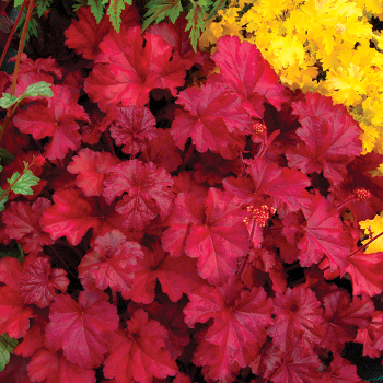 Heuchera, Fire Chief