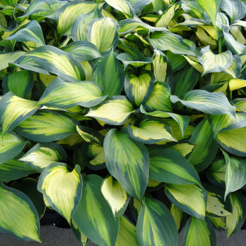 Hosta, Forbidden Fruit
