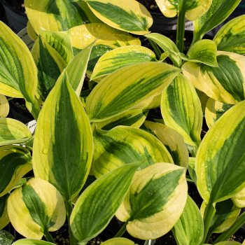 Hosta, Glad Rags Hosta, Glad Rags