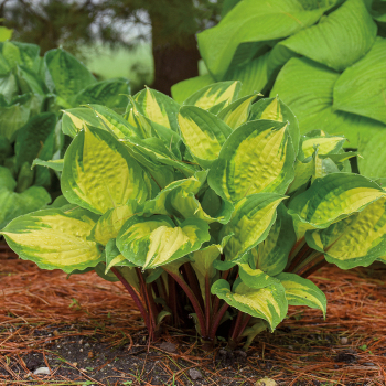 Island Breeze Hosta