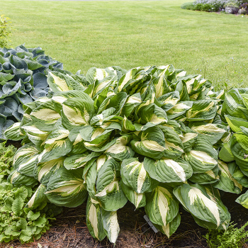Hosta, Vulcan