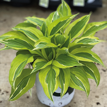 Hosta, Yellow Polka Dot Bikini