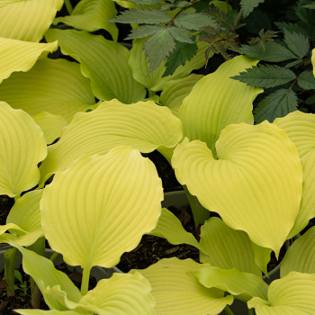 Hosta, Dancing Queen