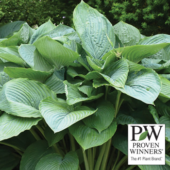 Hosta, Empress Wu