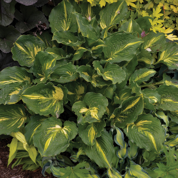 Hosta, Lakeside Paisley Print