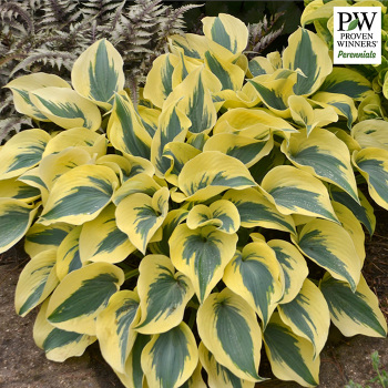 Hosta Autumn Frost