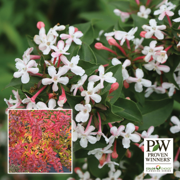 Abelia, Sweet Emotion Blaze®