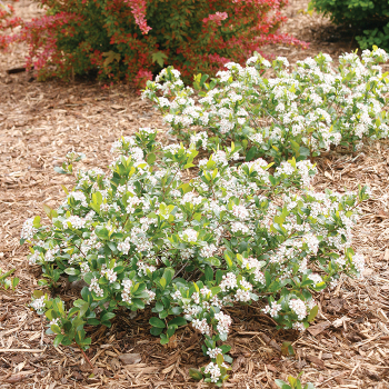 Low Scape Mound® Aronia