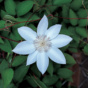 Clematis, Henryi