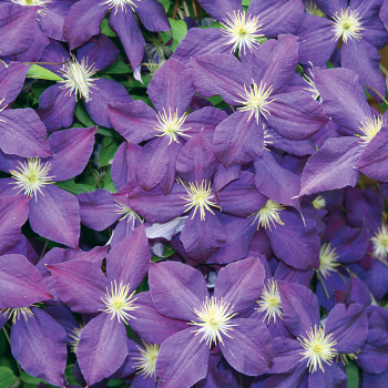 Product Image of Clematis, Jackmanii