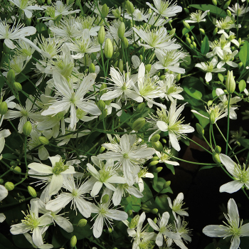 Clematis, Sweet Autumn