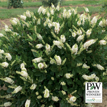 Summersweet, Sugartina® Crystalina Summersweet, Sugartina® Crystalina