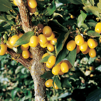 Cornelian Cherry, Yellow