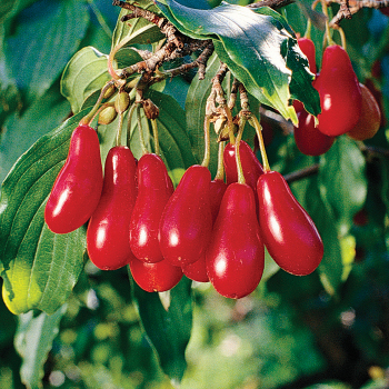 Cornelian Cherry, Elegant™