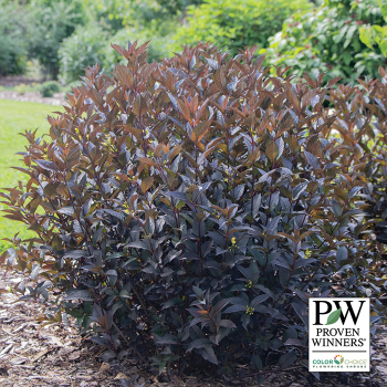 Diervilla, Kodiak Jet Black™