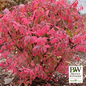 Burning Bush, Fire Ball Seedless®