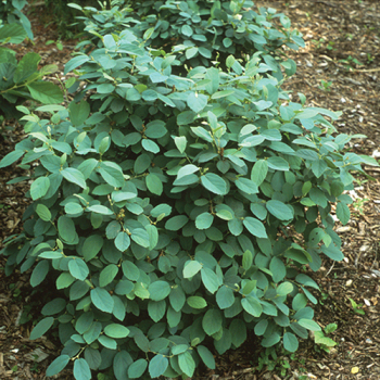 Fothergilla, Mount Airy