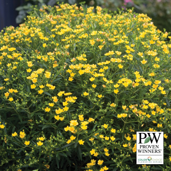 St John's Wort, Sunny Boulevard®