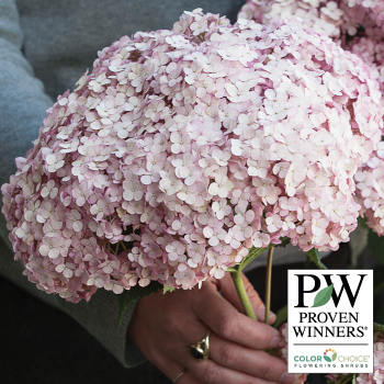 Hydrangea: J.W. Jung Seed Company