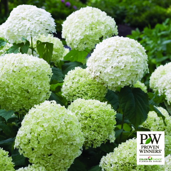 Hydrangea, Incrediball&reg;