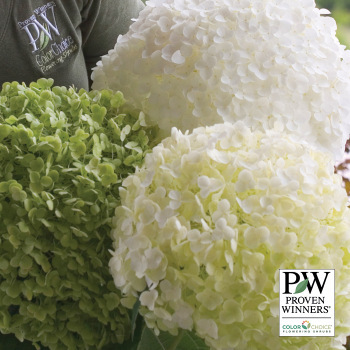 Hydrangea, Incrediball®