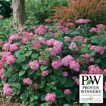 Hydrangea, Invincibelle® Ruby