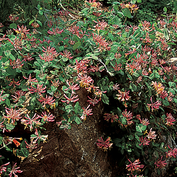 Honeysuckle, Goldflame
