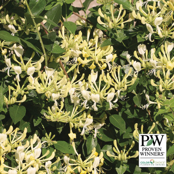 Honeysuckle, Scentsation