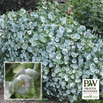 Honeysuckle, Kintzley's Ghost®