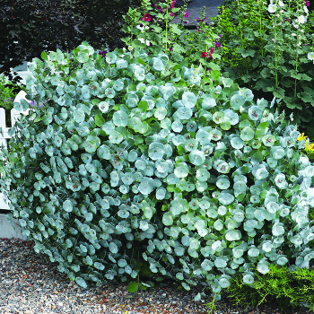 Honeysuckle, Kintzley's Ghost®