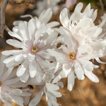 Magnolia, Centennial Blush Star