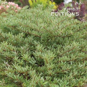 Sand Cherry, Jade Parade®