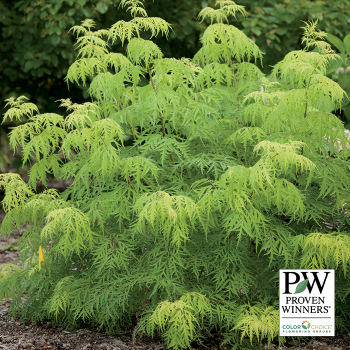 Sambucus, Lemony Lace&reg;