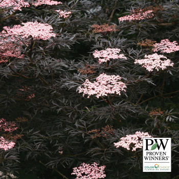 Sambucus, Black Lace®