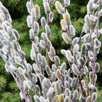 Willow, Pussy, Giant Flowered