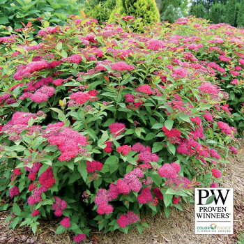 Spirea, Double Play Doozie® Spirea, Double Play Doozie®