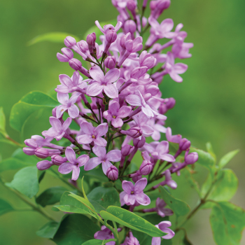 Lilac Sunday Lilac
