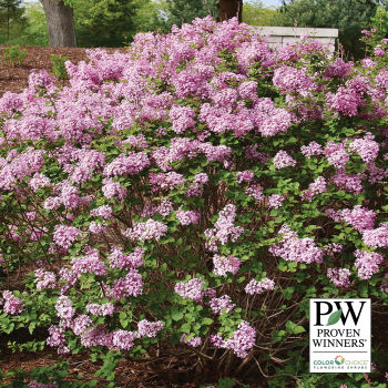 Lilac: J.W. Jung Seed Company