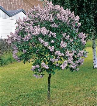 Canada Gem Lilac Tree