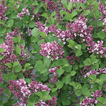 Bloomerang® Dwarf Purple Lilac
