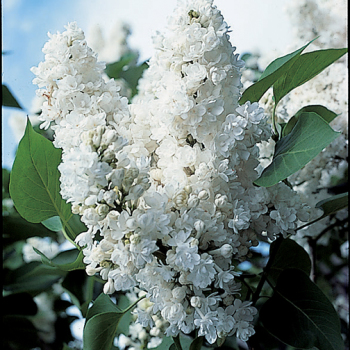 Product Image of Lilac, Monique Lemoine