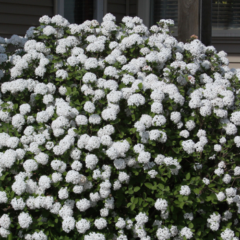 Viburnum, Spice Island™