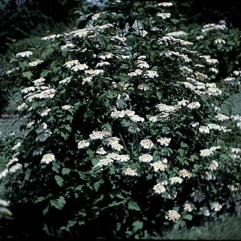 Cranberry, American Highbush