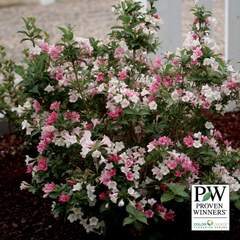 Weigela, Czechmark Trilogy® 