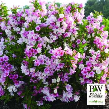 Weigela, Czechmark Trilogy&reg; 
