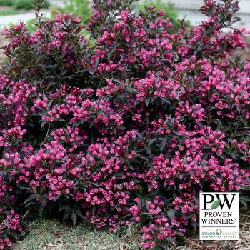 Weigela, Spilled Wine® 