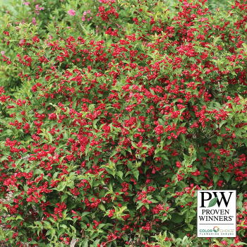 Weigela, Sonic Bloom® Red