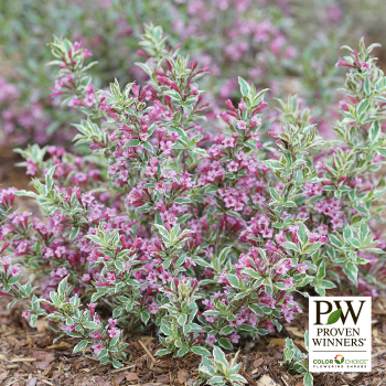 Weigela, My Monet Purple Effect®