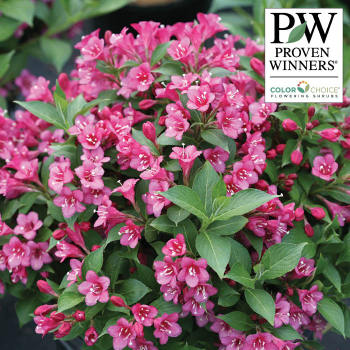 Weigela, Snippet® Dark Pink
