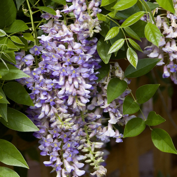 Wisteria, Summer Cascade™